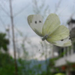 草莓兔 草莓兔
